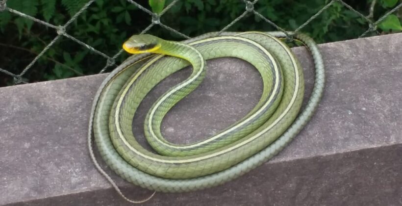 Mitos e Verdades sobre as serpentes - Parque Ecológico Imigrantes