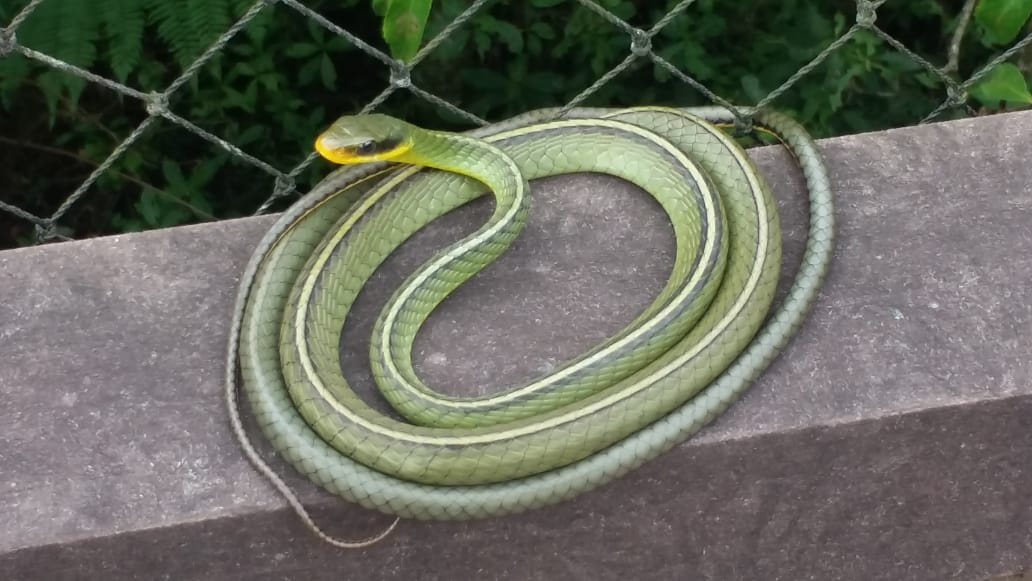 Substância do veneno de cobras brasileiras tem efeito contra