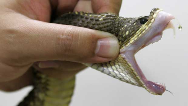 Serpentes apreendidas em Brasília já estão no Butantan, serpente