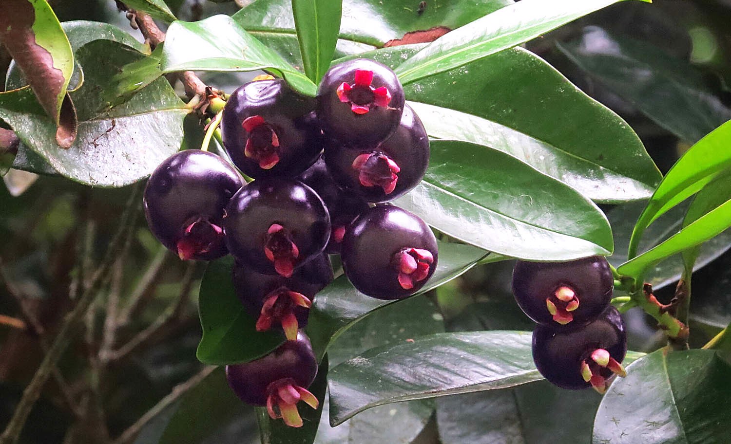 Grumixama, a joia roxa com sabor nutricional - Parque Ecológico Imigrantes